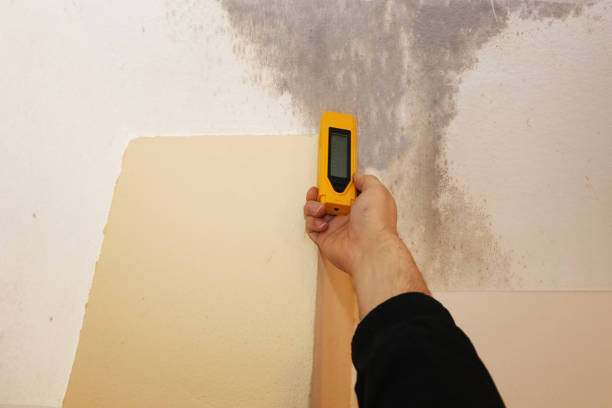 Best Mold Removal for HVAC Installations  in Stearns, KY