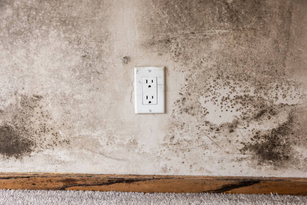 Best Mold Odor Removal Services  in Stearns, KY