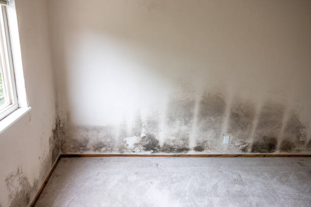 Biohazard Mold Removal in Stearns, KY